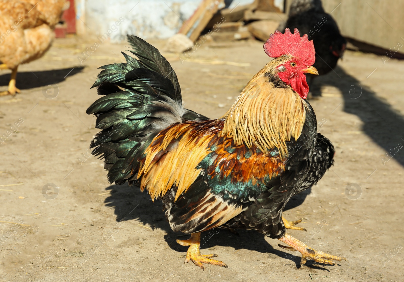 Photo of Big colorful rooster in yard. Domestic animal