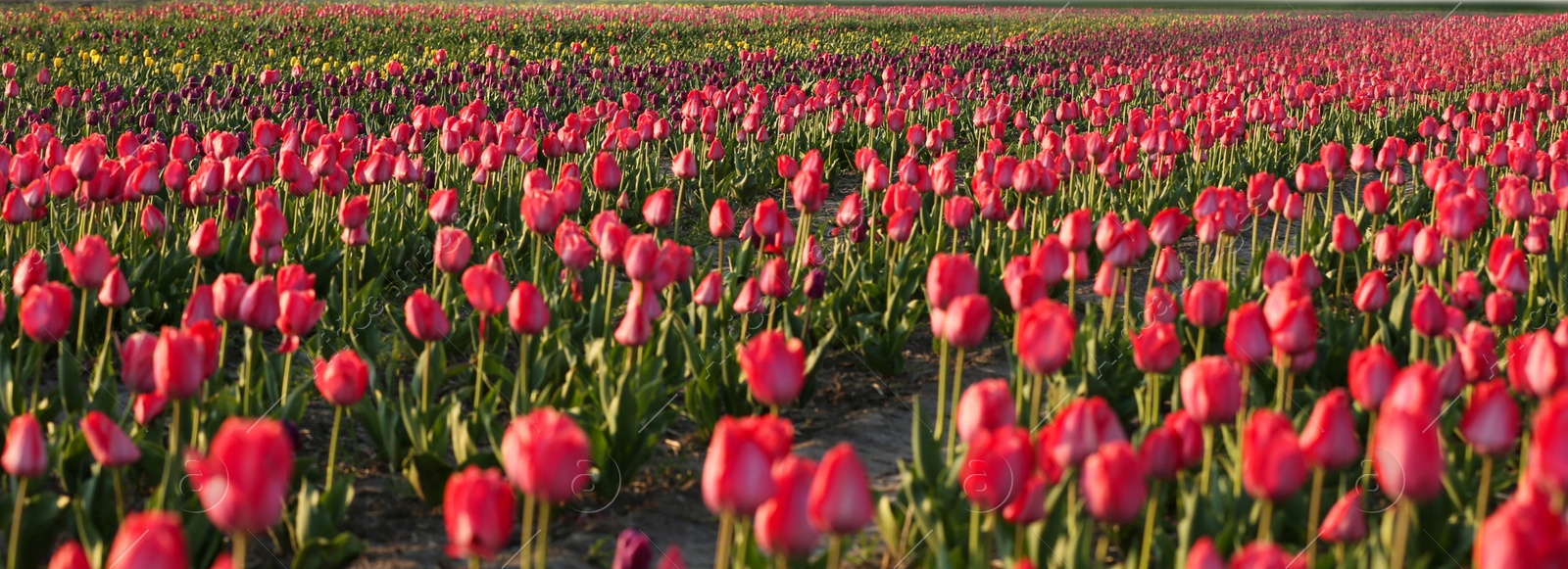 Photo of Field with fresh beautiful tulips. Blooming flowers