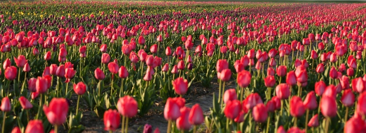 Photo of Field with fresh beautiful tulips. Blooming flowers