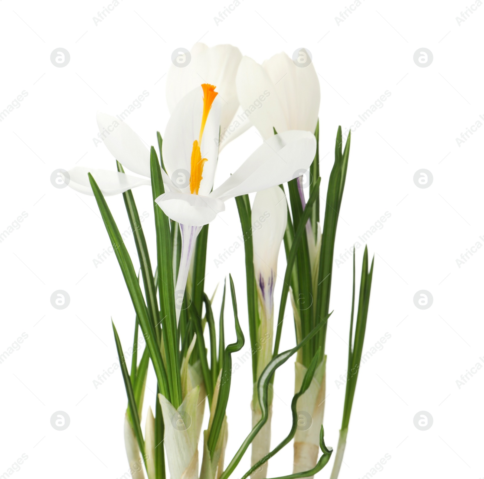 Photo of Beautiful crocus flowers isolated on white. Spring season