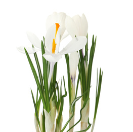 Photo of Beautiful crocus flowers isolated on white. Spring season