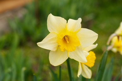 Beautiful blooming daffodil growing in garden, closeup. Spring flower