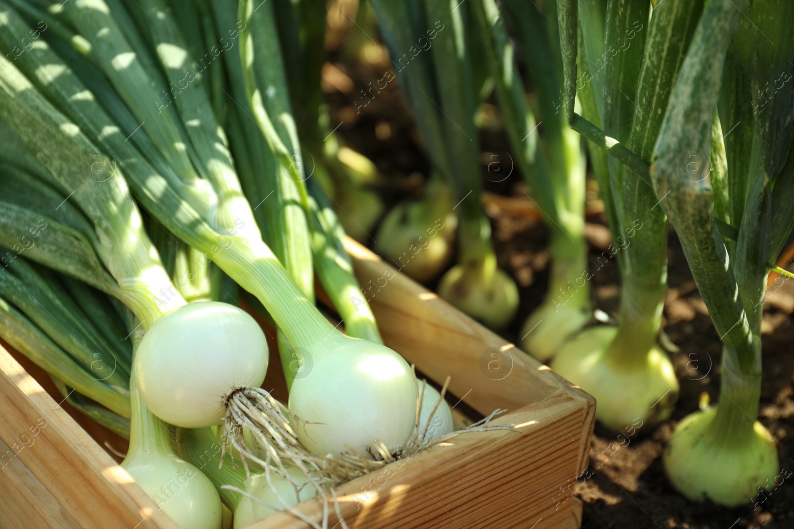 Photo of Wooden crate with fresh green onions in field, closeup