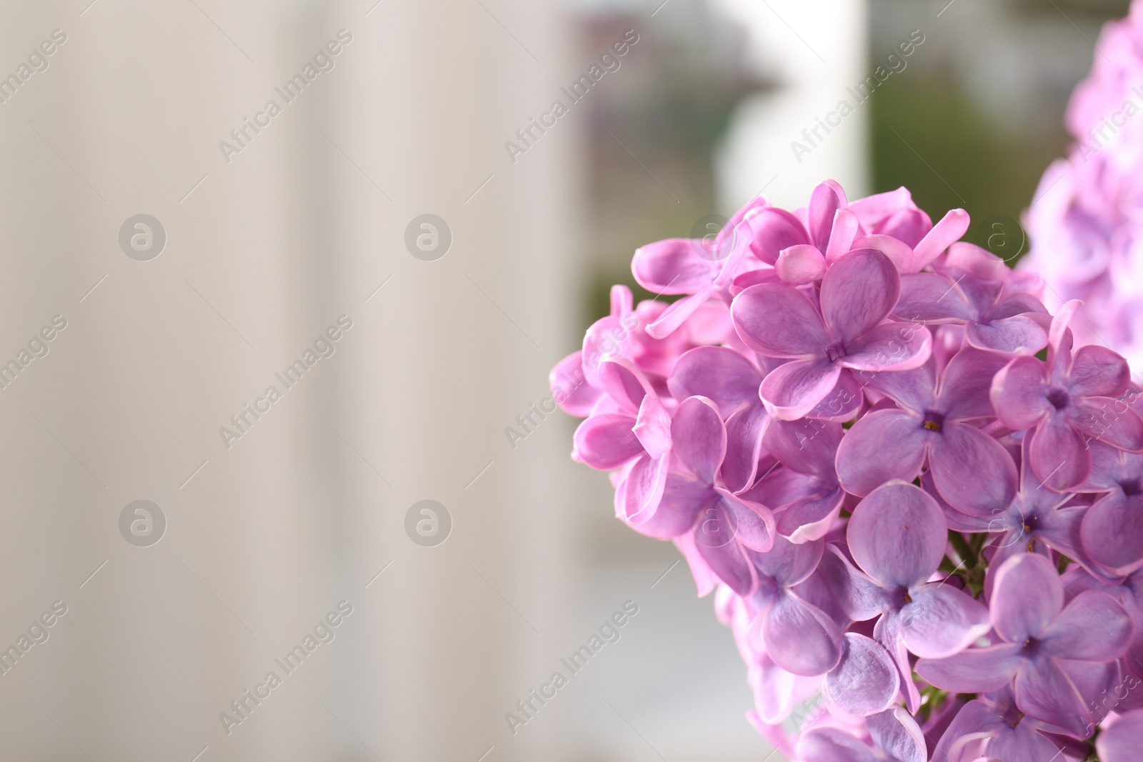 Photo of Beautiful blooming lilac flowers against blurred background, closeup. Space for text