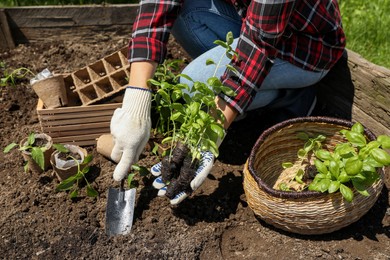 Photo of Woman planting seedlings into soil outdoors on sunny day, closeup