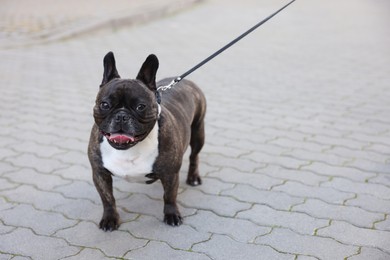 Photo of Cute French Bulldog walking on leash outdoors, space for text