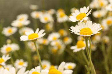 Beautiful chamomile flowers growing in field, closeup