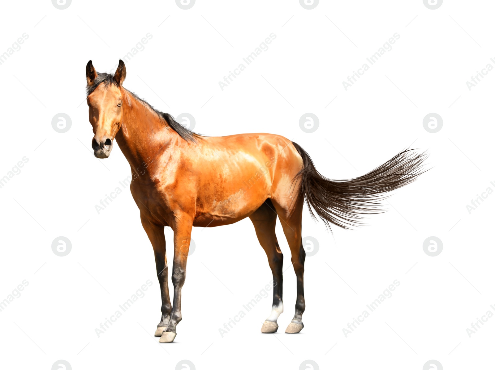 Image of Bay horse walking on white background. Beautiful pet