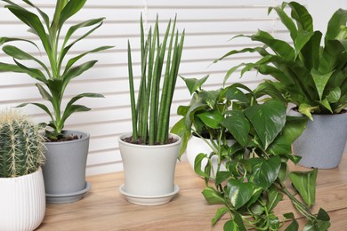 Photo of Green houseplants in pots on wooden table near window