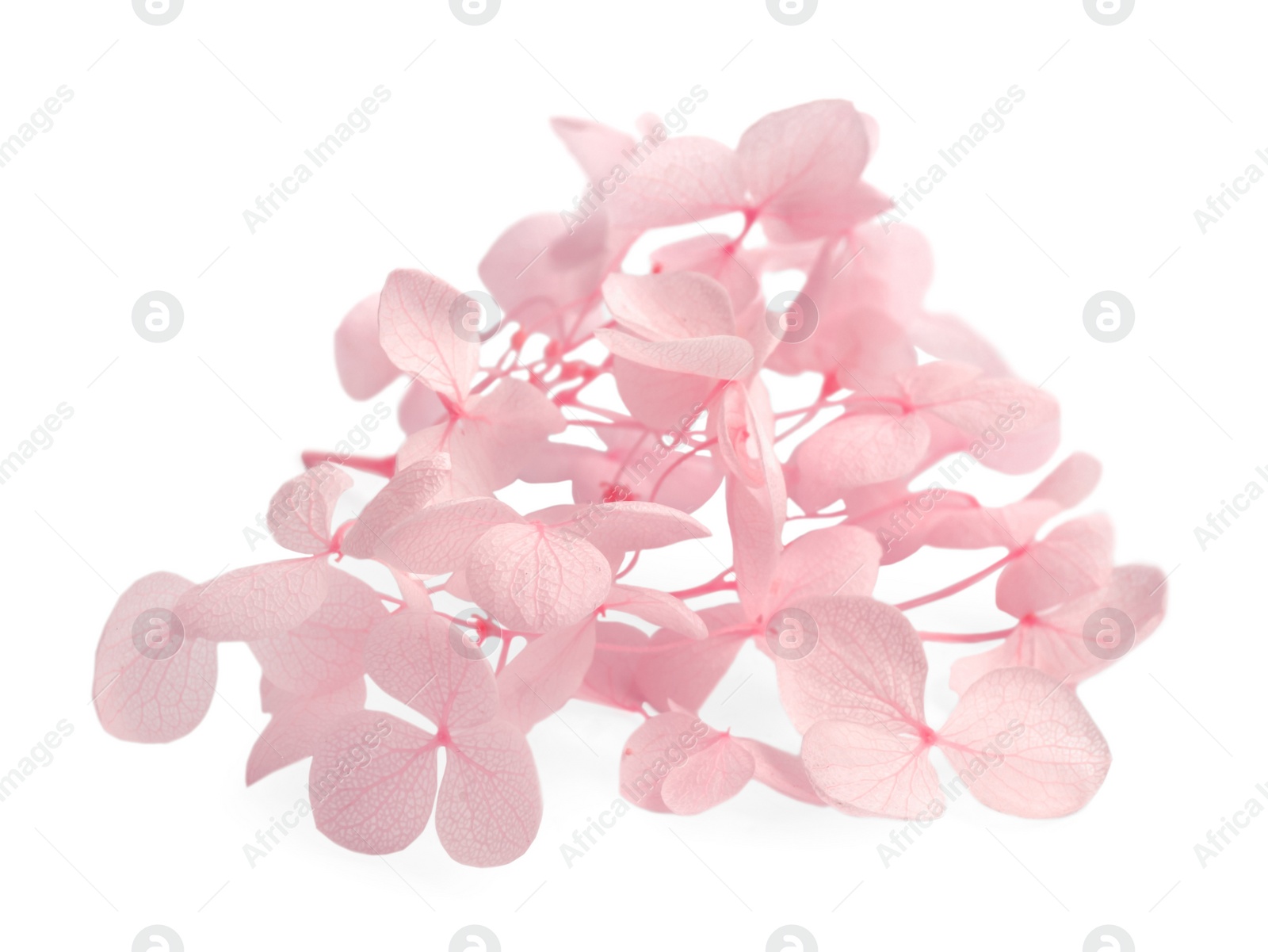 Photo of Beautiful pink hortensia flowers on white background