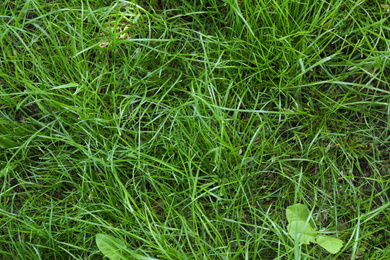 Photo of Green lawn with fresh grass outdoors, top view