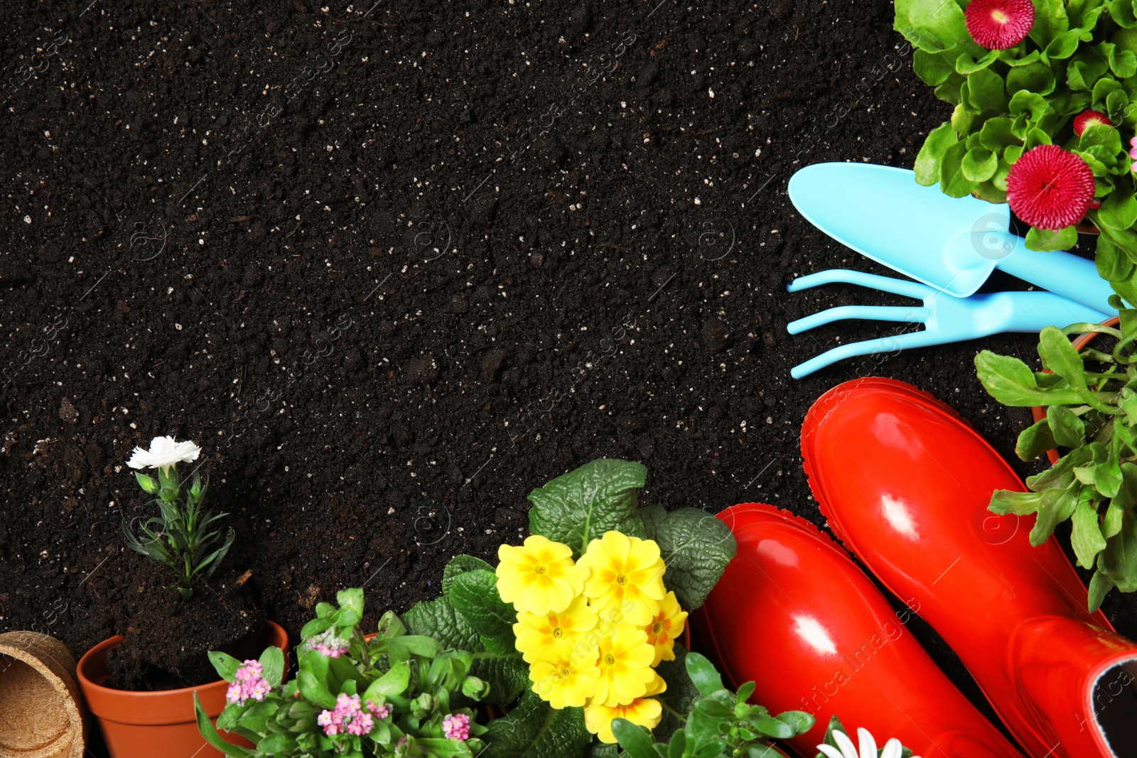 Photo of Flat lay composition with gardening equipment and flowers on soil, space for text