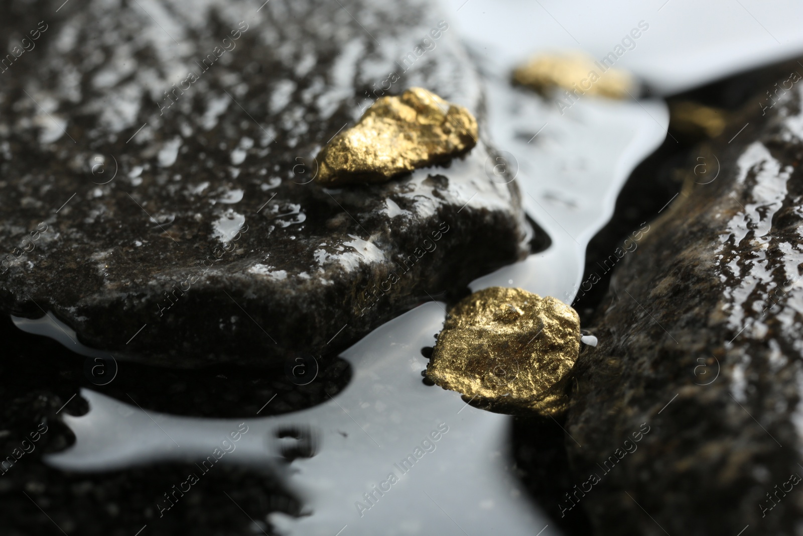 Photo of Shiny gold nuggets on wet stones, closeup