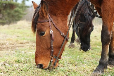 Adorable horses grazing outdoors. Lovely domesticated pet