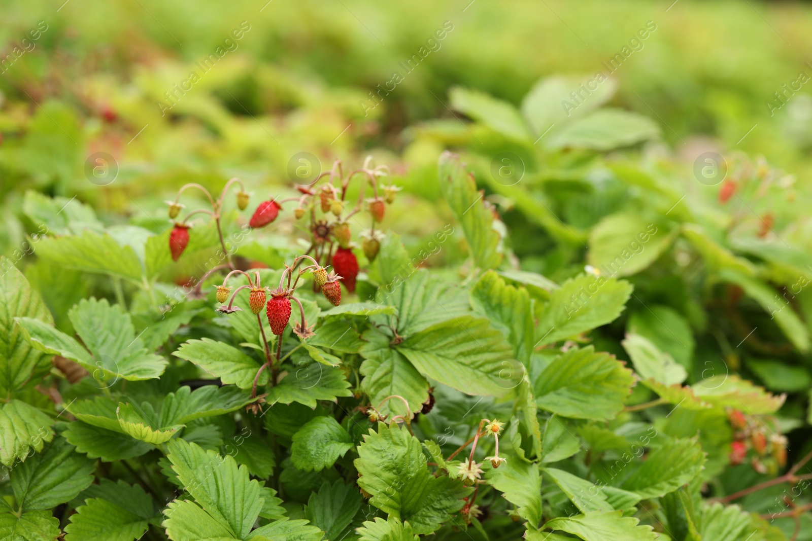 Photo of Small wild strawberries growing outdoors. Seasonal berries