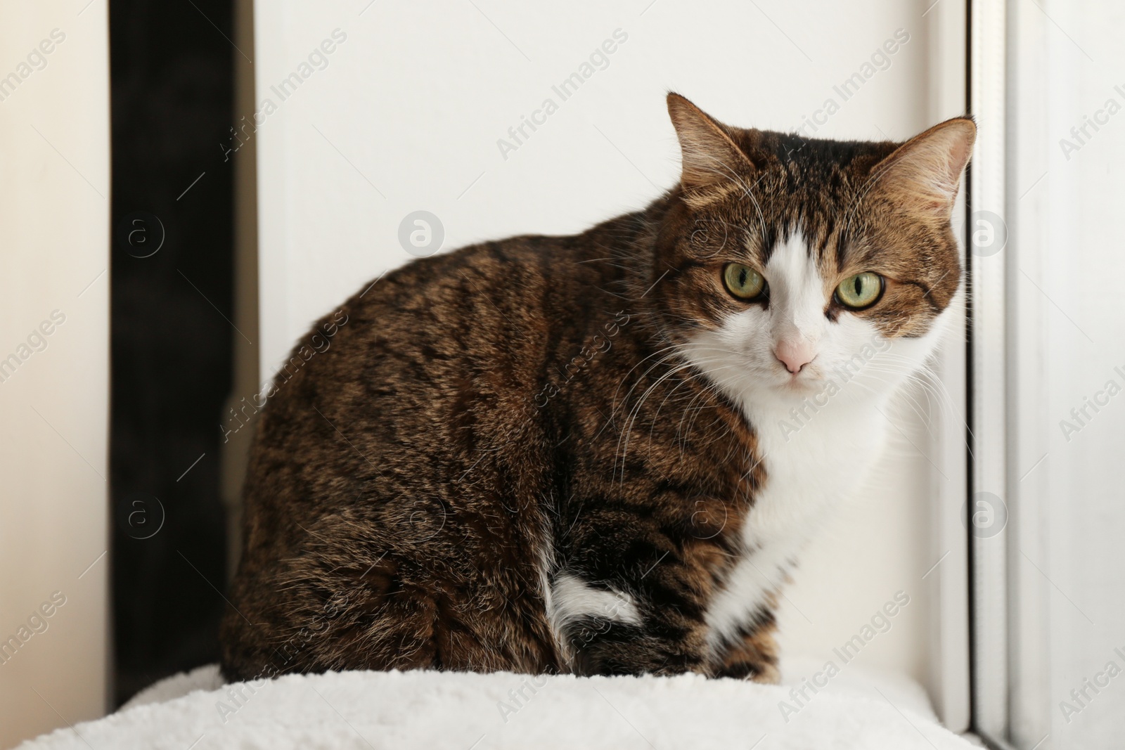 Photo of Cute cat with green eyes at home. Adorable pet