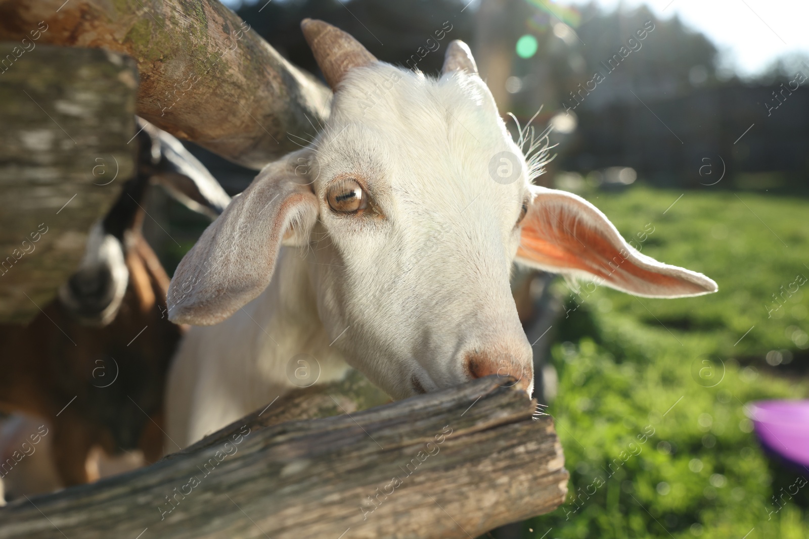 Photo of Cute goat inside of paddock at farm