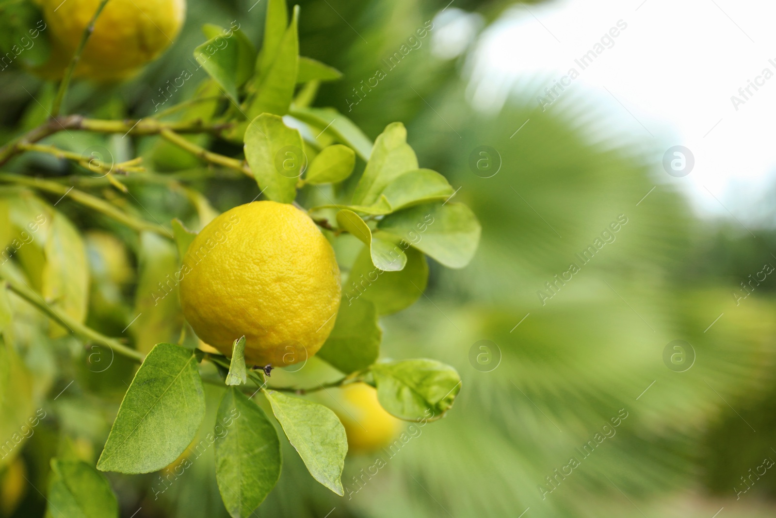 Photo of Fresh ripe trifoliate orange growing on tree outdoors, closeup. Space for text