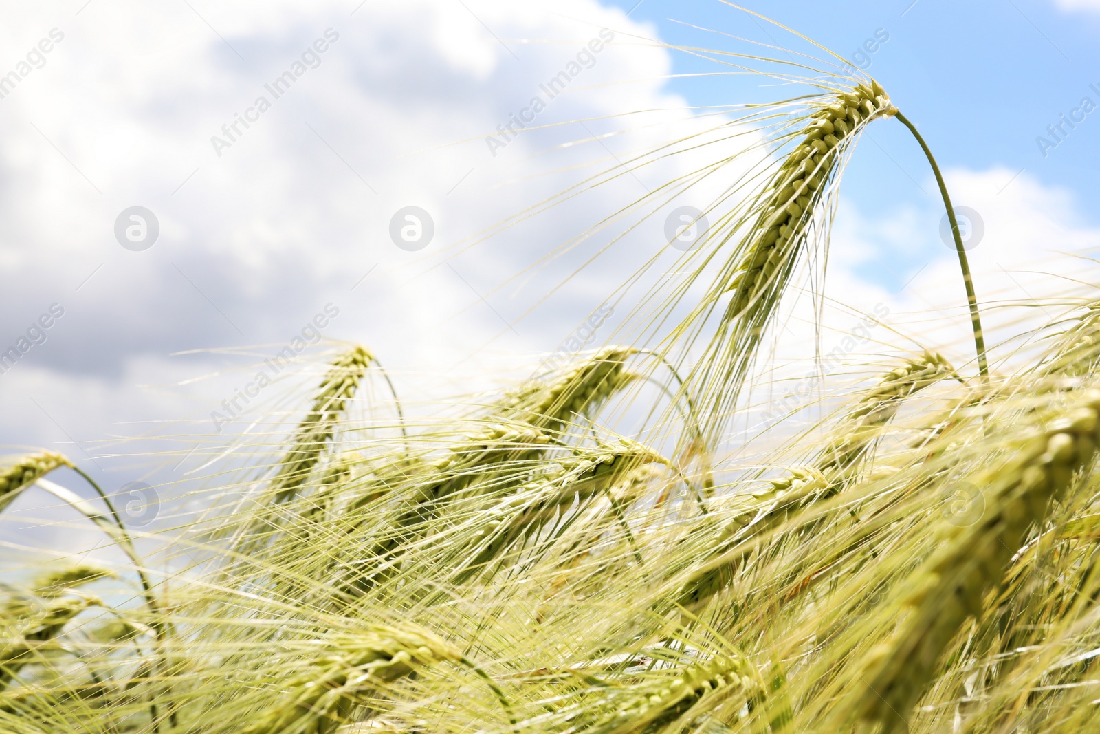 Photo of Closeup view of agricultural field with ripening cereal crop
