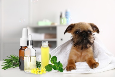 Image of Aromatherapy for animals. Essential oils and Brussels Griffon dog on table