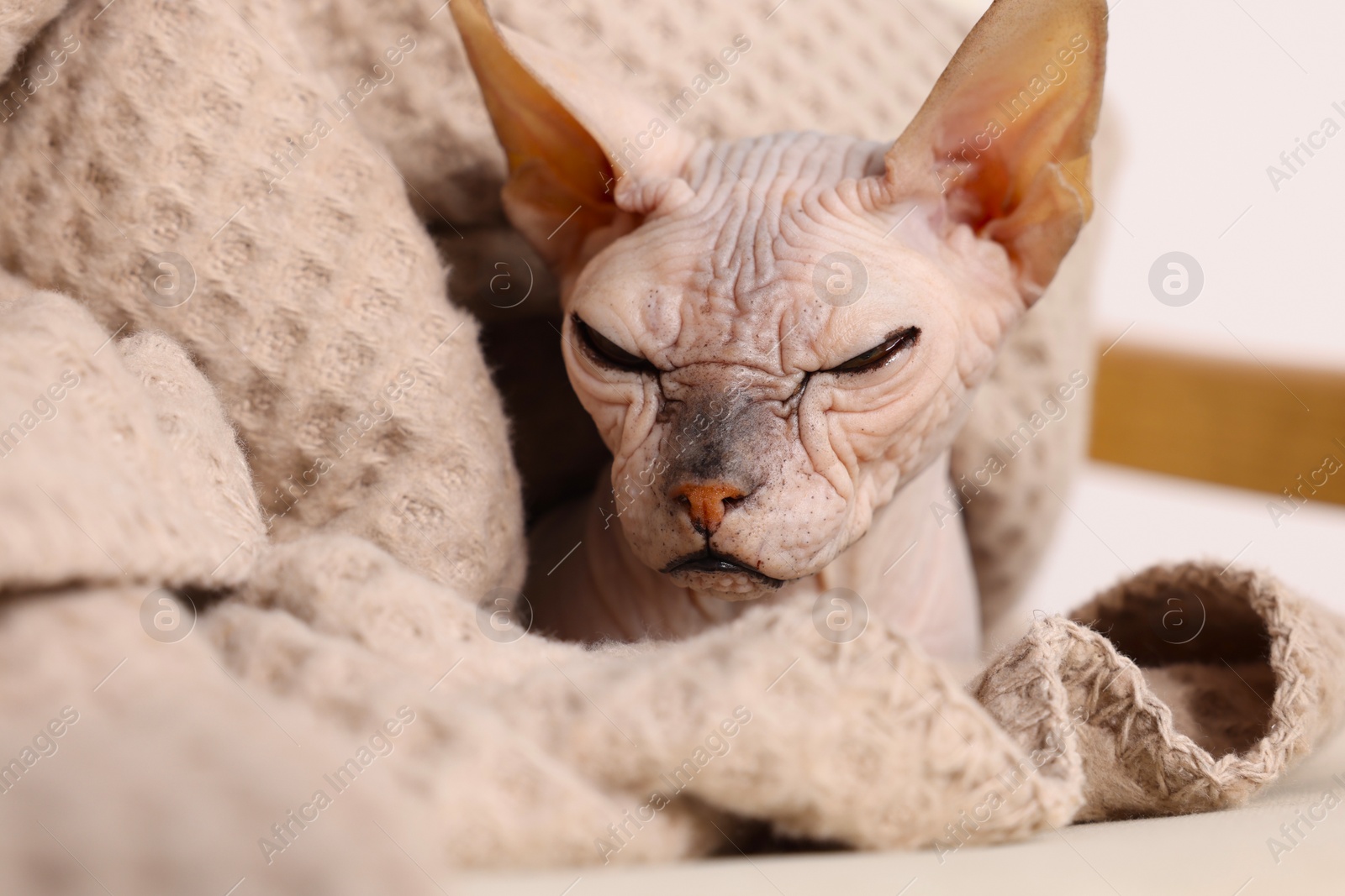 Photo of Beautiful Sphynx cat wrapped in soft blanket at home, closeup. Lovely pet