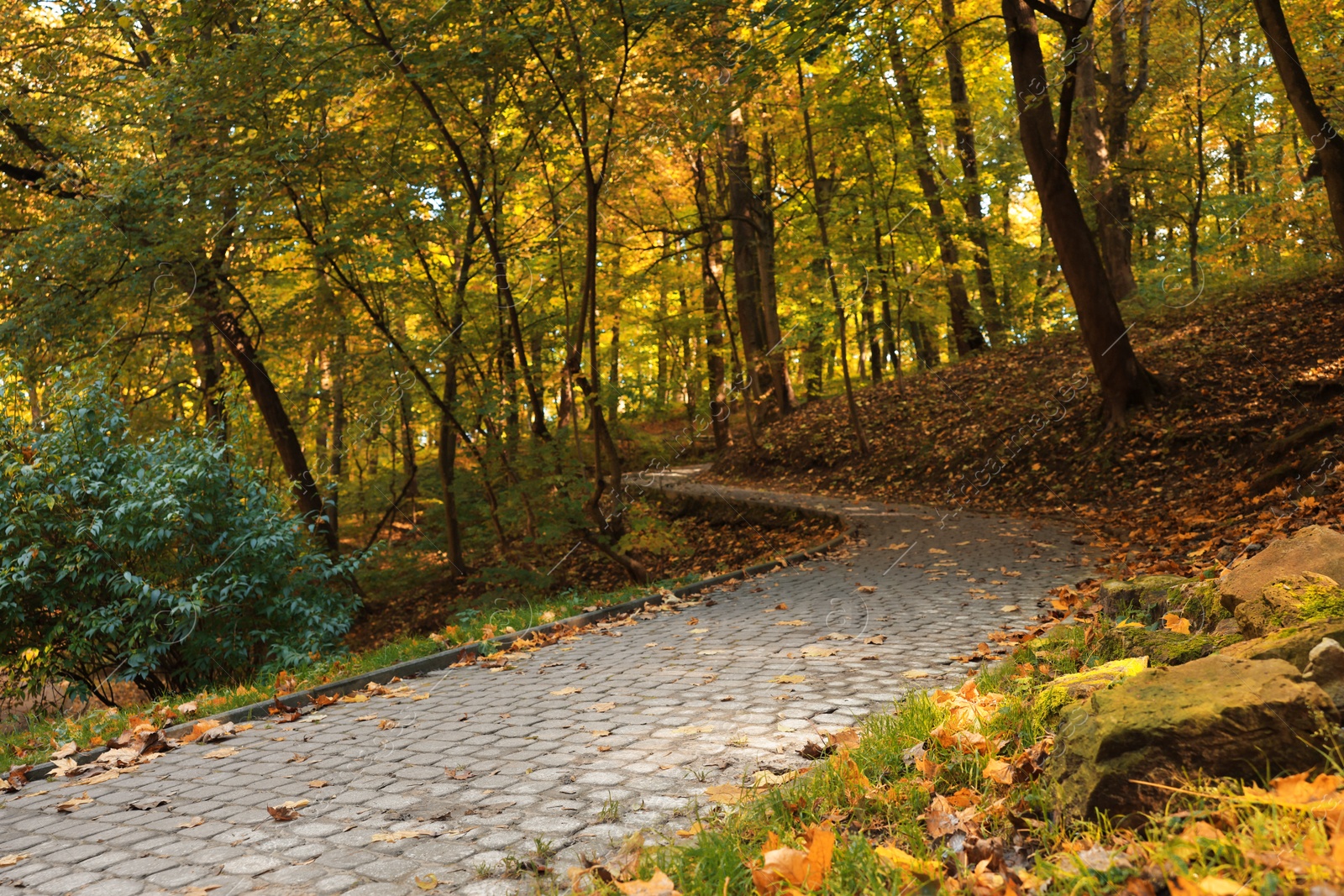 Photo of Pathway, fallen leaves and trees in beautiful park on autumn day