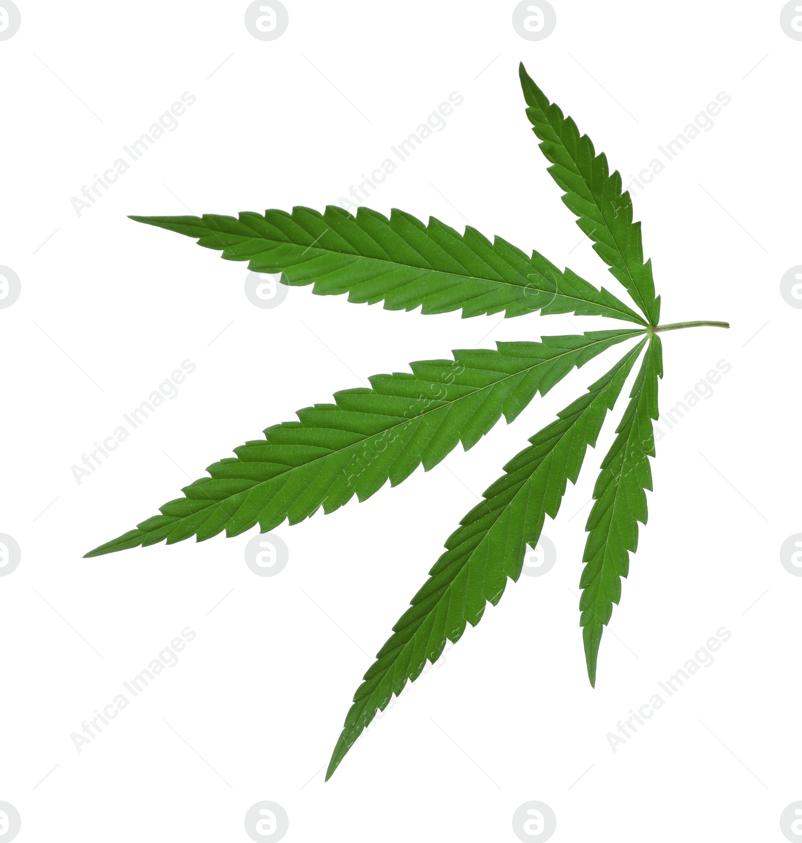 Photo of Lush green hemp leaf isolated on white