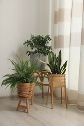 Photo of Beautiful houseplants near window in light room. Interior design