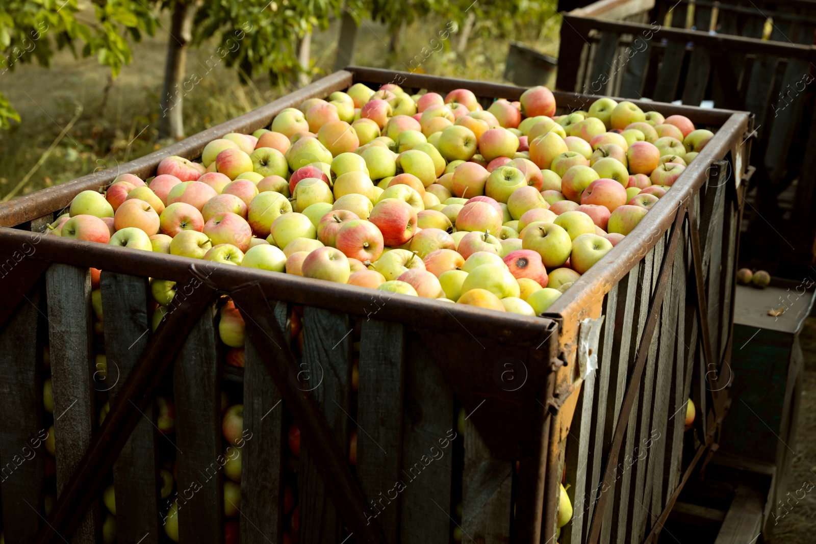 Photo of Fresh ripe apples in big crate outdoors