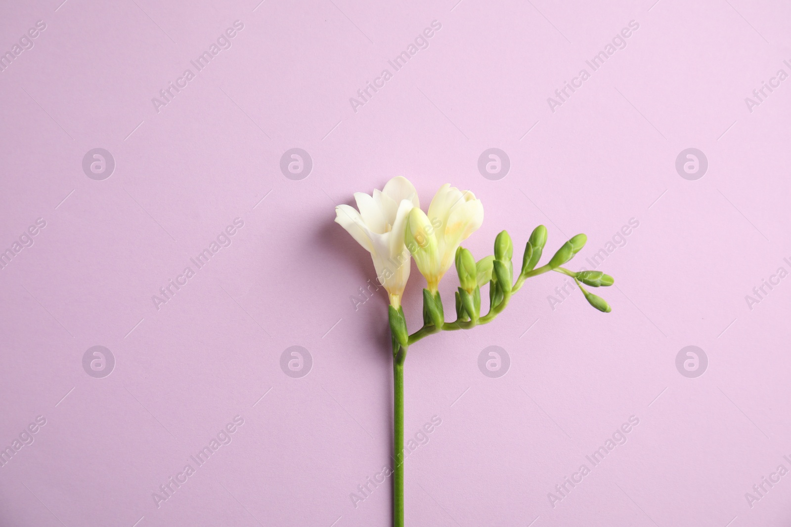 Photo of Beautiful freesia with fragrant flowers on color background, top view