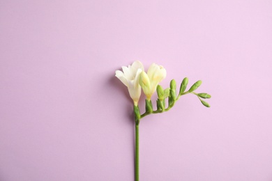 Beautiful freesia with fragrant flowers on color background, top view