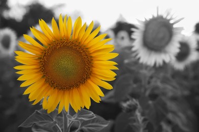 Image of Beautiful sunflower growing in field, closeup. Black and white tone with selective color effect