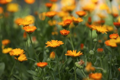 Many beautiful blooming calendula flowers in field