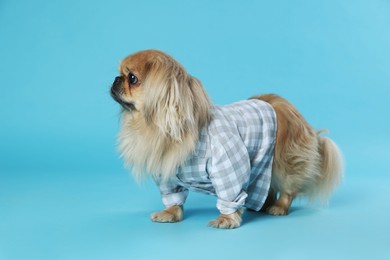 Cute Pekingese dog in pet clothes on light blue background. Space for text