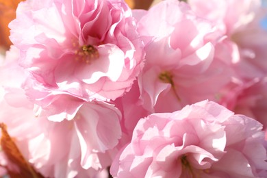 Closeup view of sakura tree with beautiful blossom outdoors. Japanese cherry