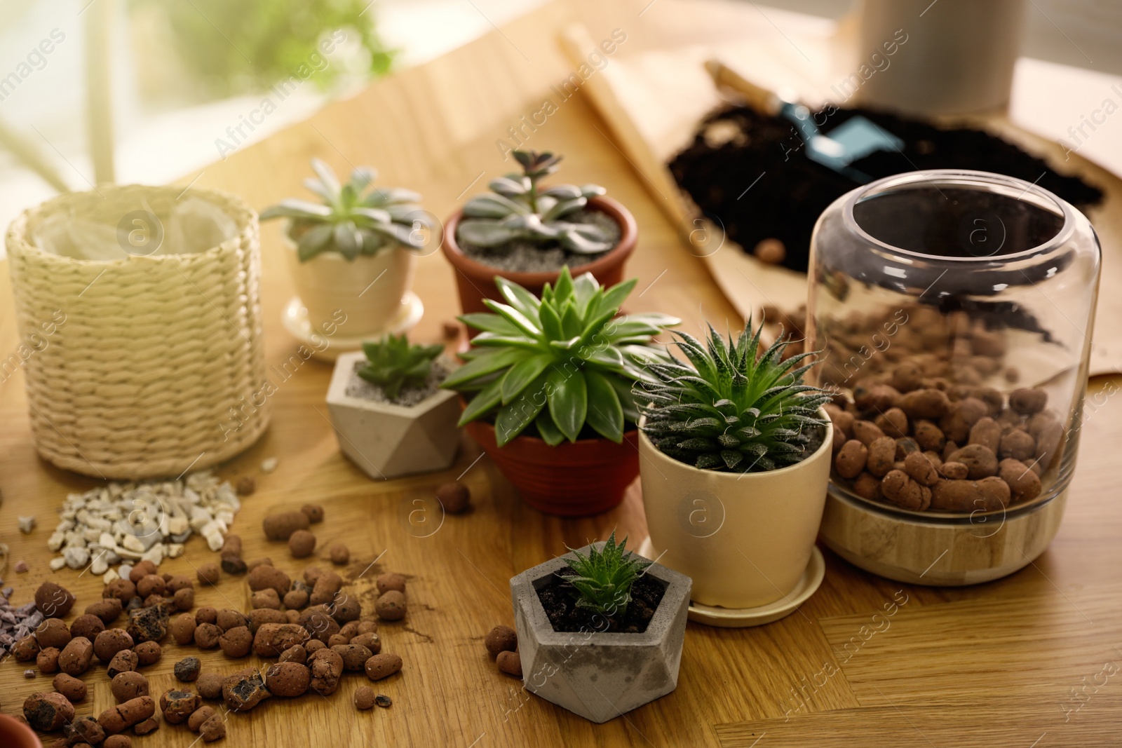 Photo of Beautiful potted plants and expanded clay on wooden table at home. Engaging hobby