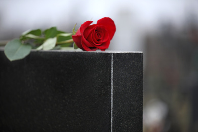 Red rose on black granite tombstone outdoors. Funeral ceremony