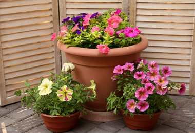 Photo of Beautiful petunia flowers in pots near folding screen