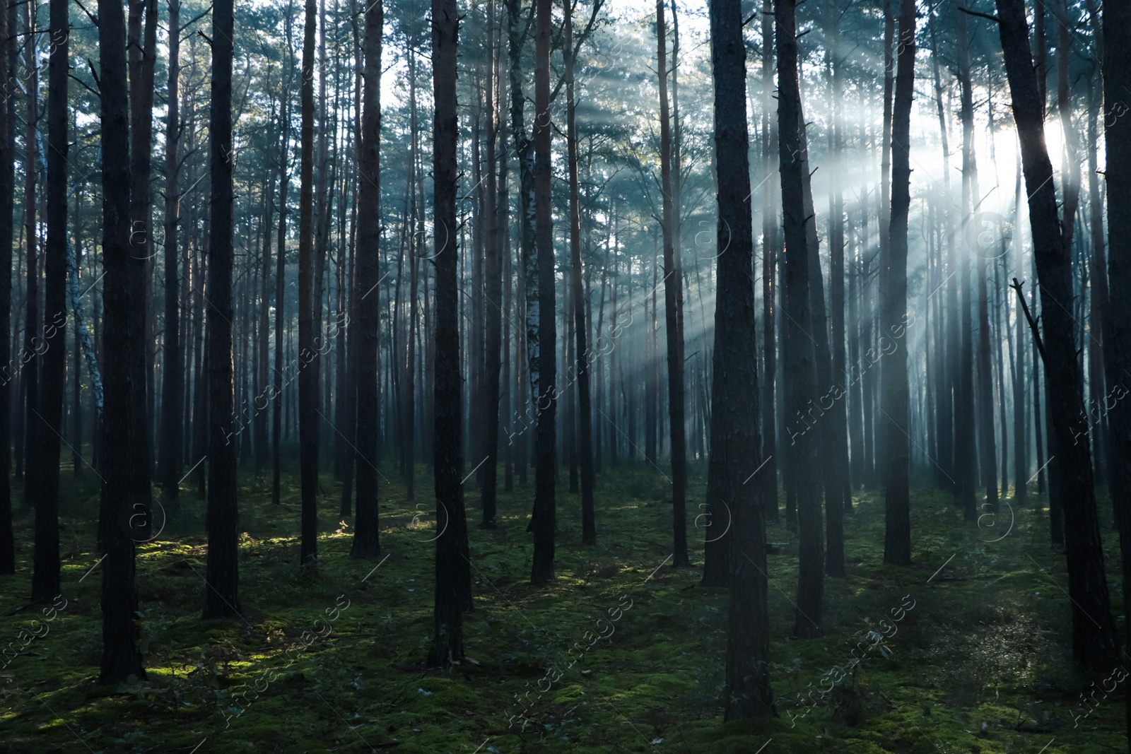 Photo of Majestic view of forest with sunbeams shining through trees in morning