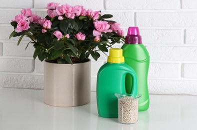 Beautiful house plant and different fertilizers on table against white brick wall