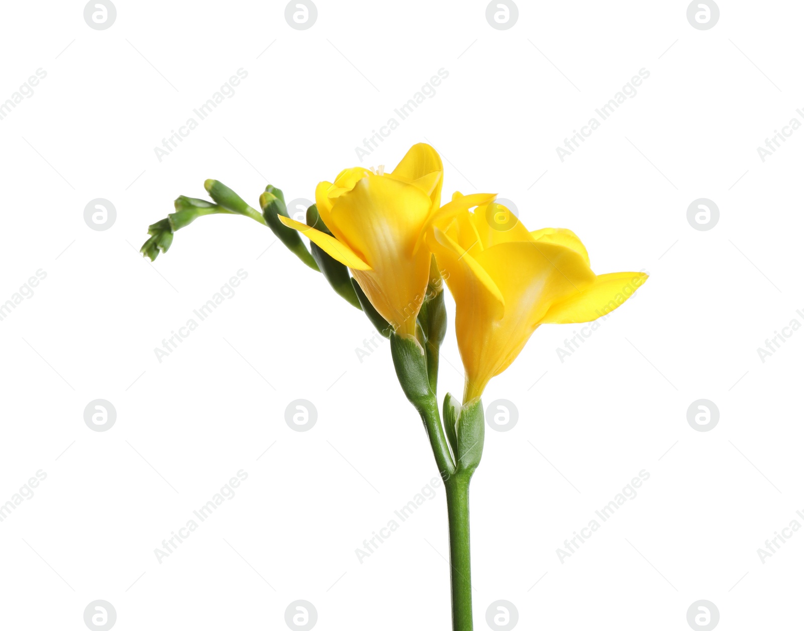 Photo of Beautiful yellow freesia flower isolated on white