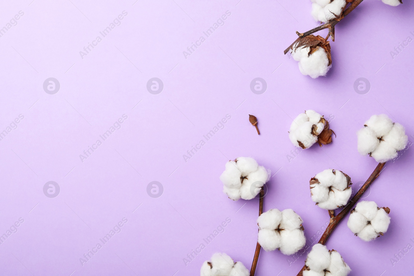 Photo of Flat lay composition with cotton flowers on violet background. Space for text