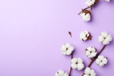 Flat lay composition with cotton flowers on violet background. Space for text