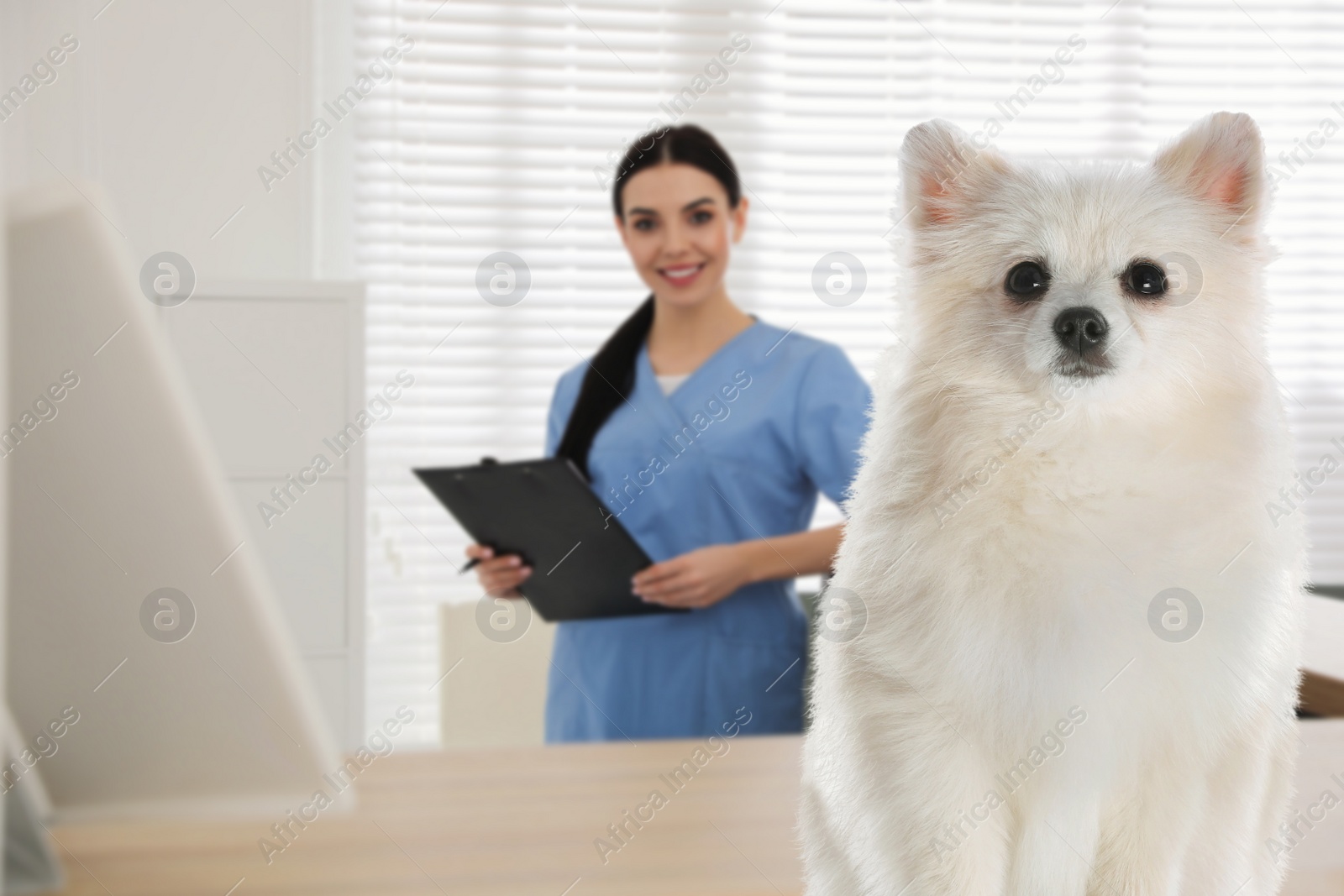 Image of Veterinarian doc with adorable dog in clinic