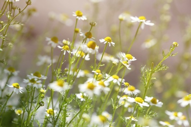 Beautiful bright daisies in garden on sunny day. Spring flowers