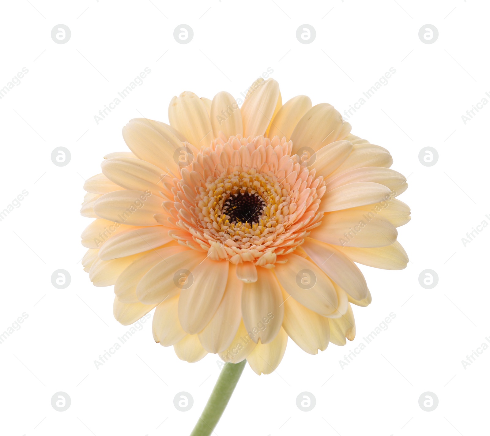 Photo of One beautiful tender gerbera flower isolated on white