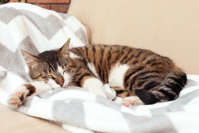 Photo of Cute cat sleeping on sofa at home. Lovely pet