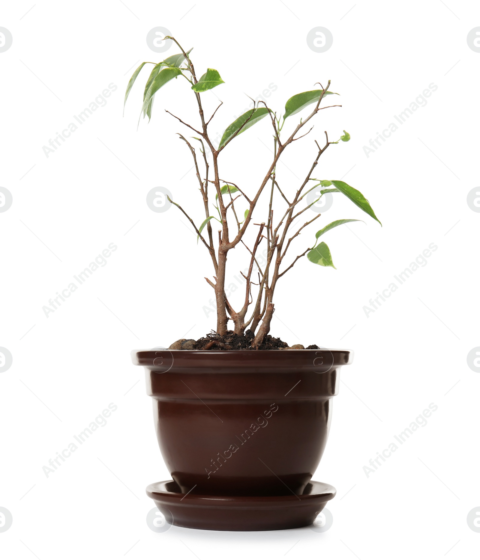 Photo of Sick home plant in pot on white background