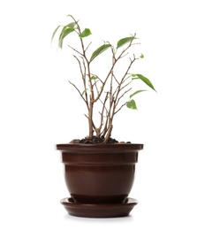 Sick home plant in pot on white background