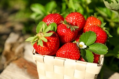 Photo of Basket of ripe strawberries outdoors on sunny day, closeup